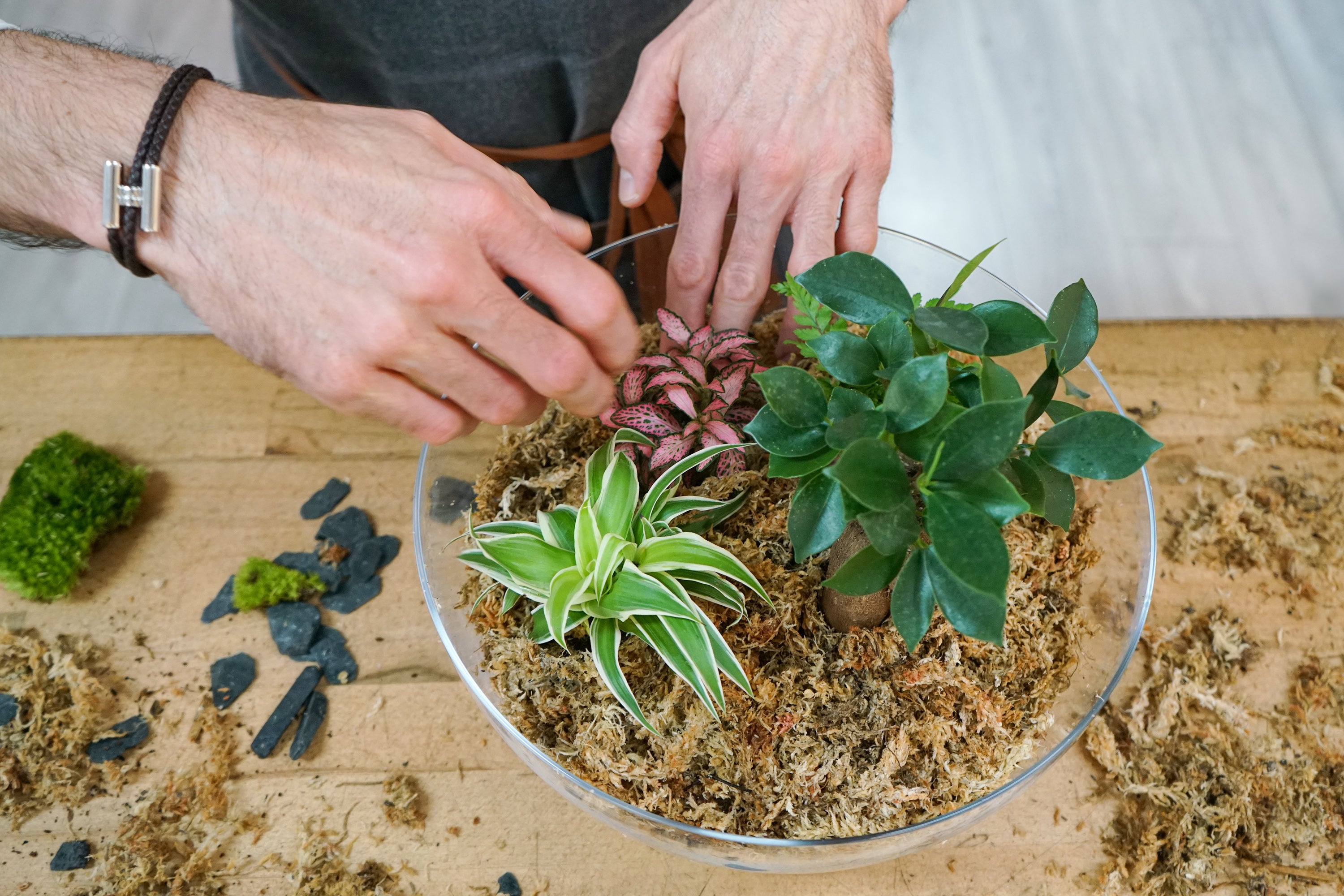 Kit DIY Terrarium Carla Large - 1 plante principale à personnaliser