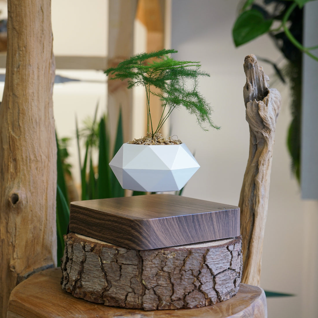 Air Bonsaï Bois Design