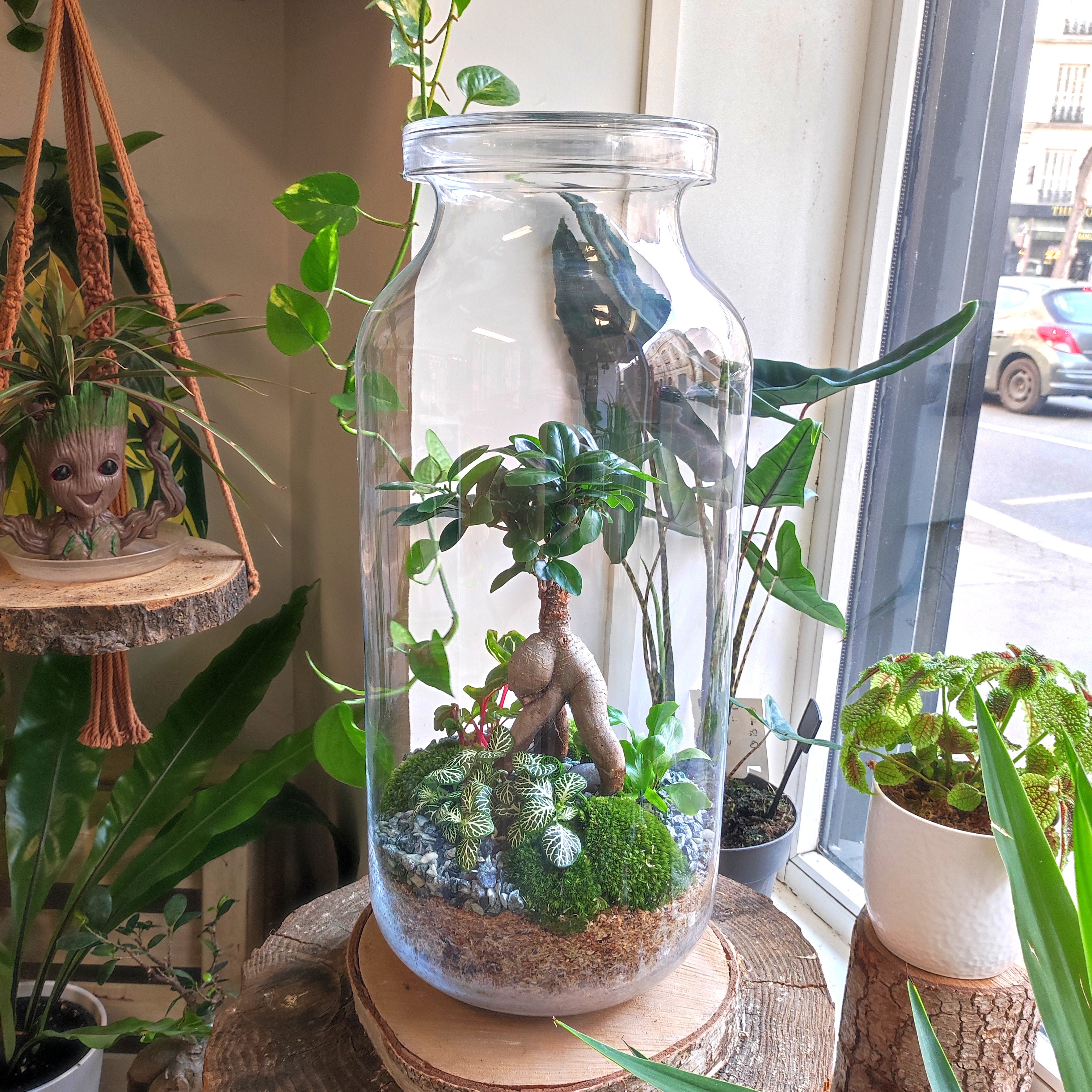 Terrarium "Fleur Bleue XXL"
