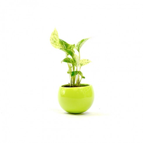 Magnet Pothos