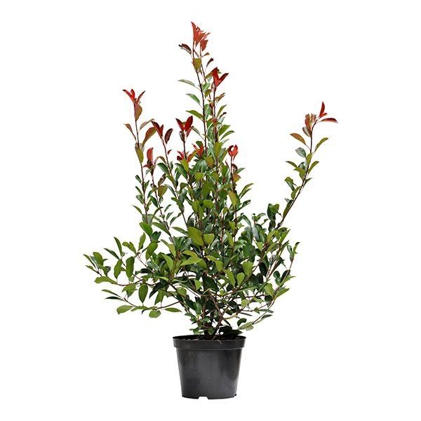 Photinia Red Robin