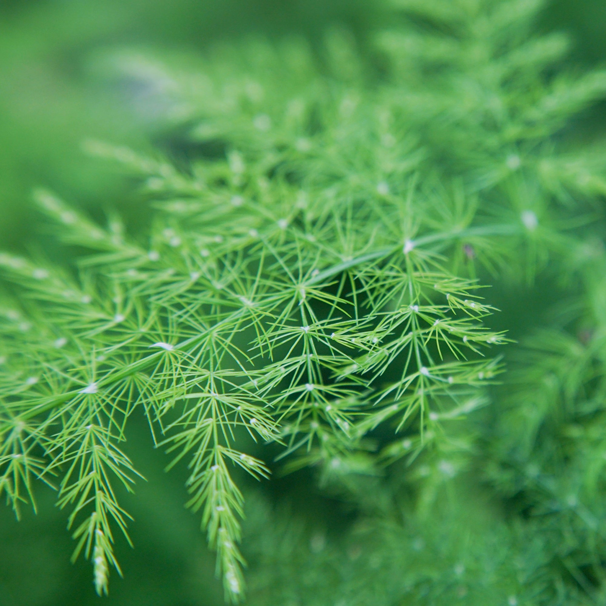 Baby Asparagus Plumosus