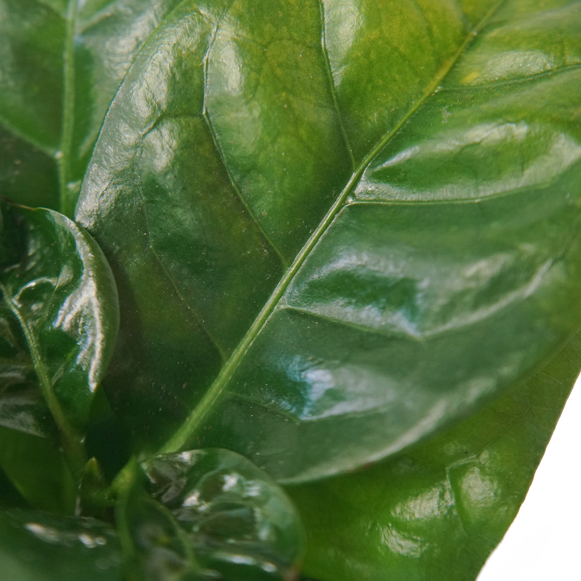 Baby Caféier "Arabica"