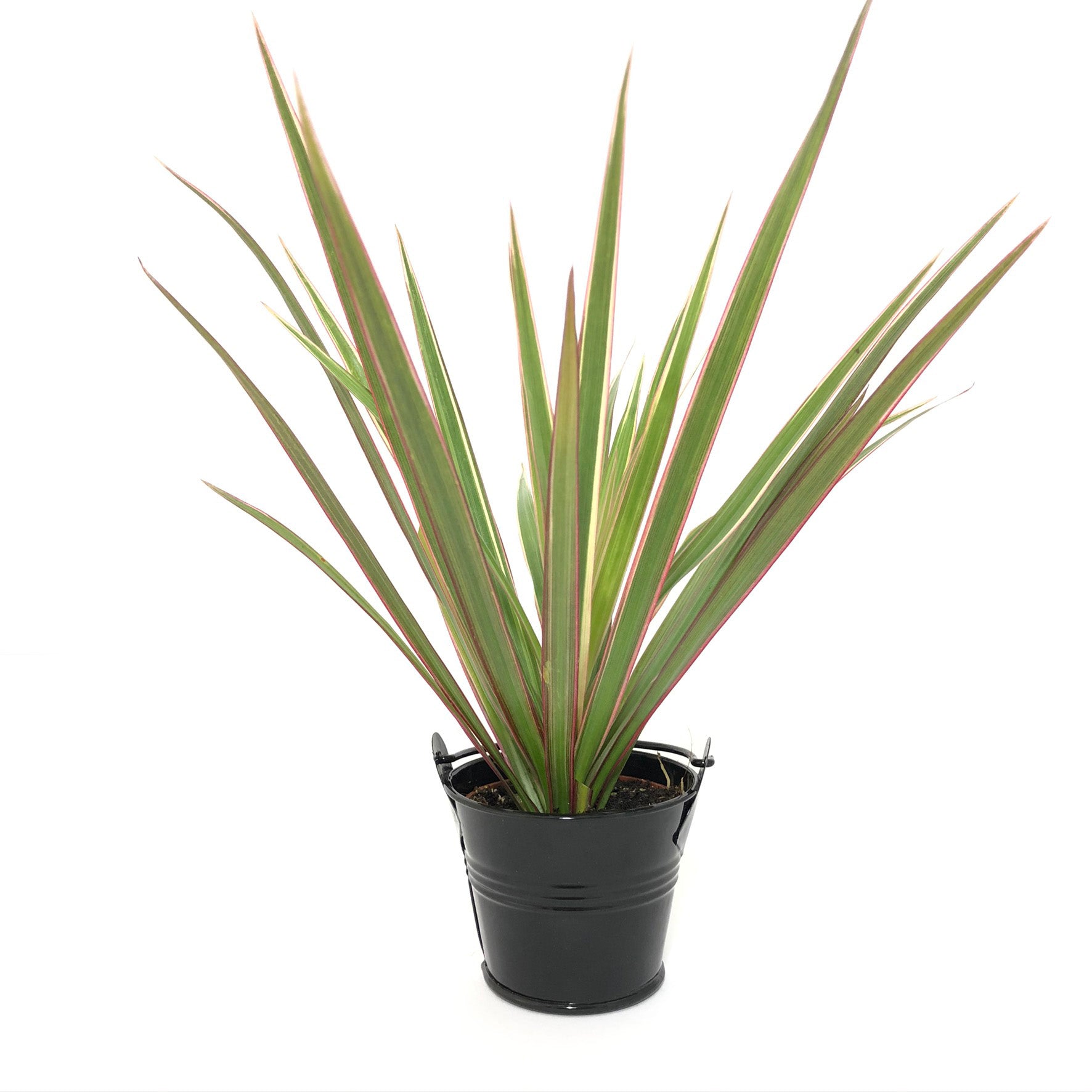 dracaena bebe Baby Dracaena Marginata