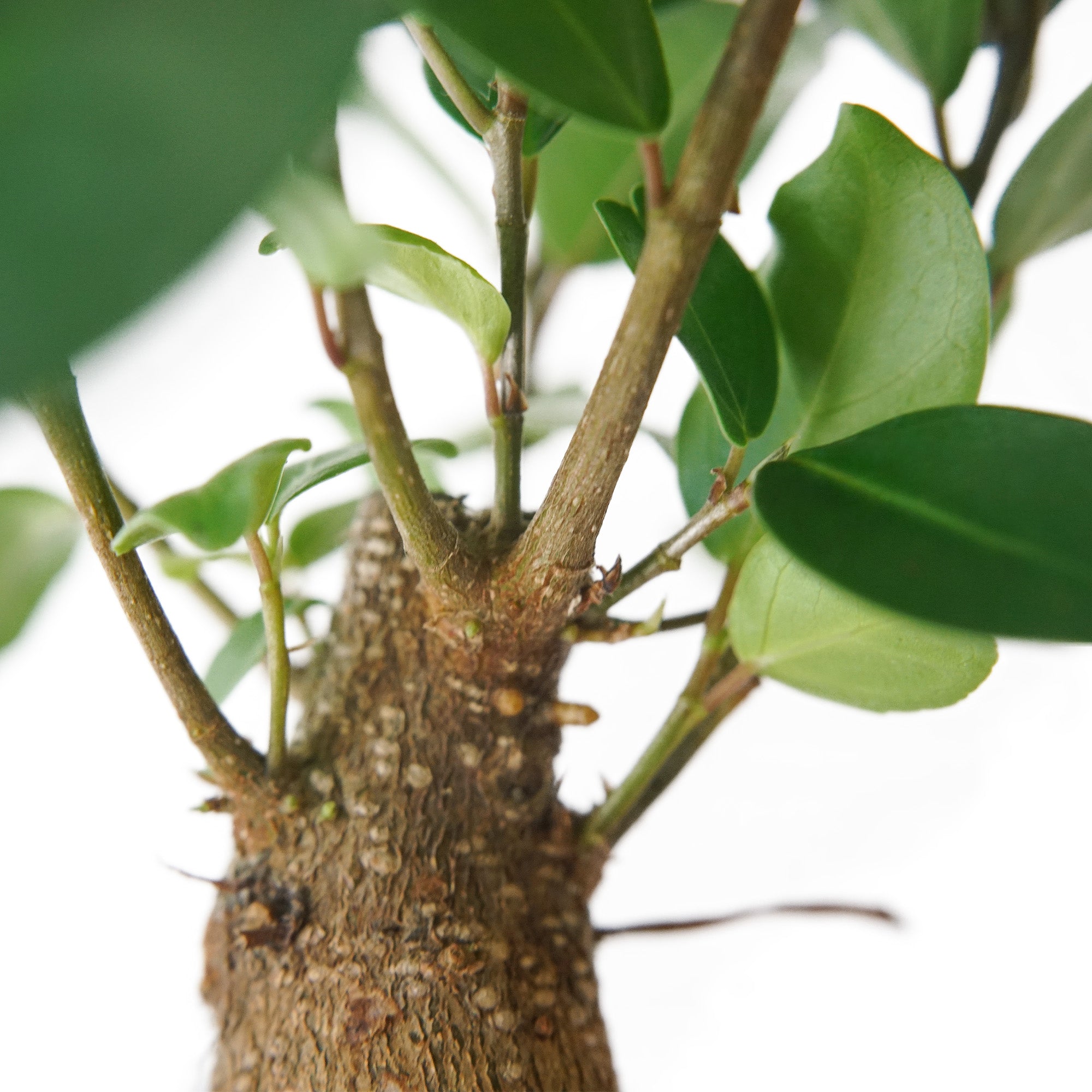 Baby Ficus Ginseng