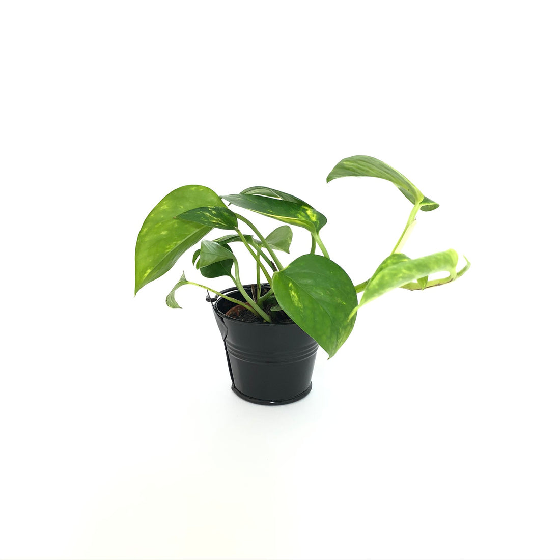 Baby Pothos