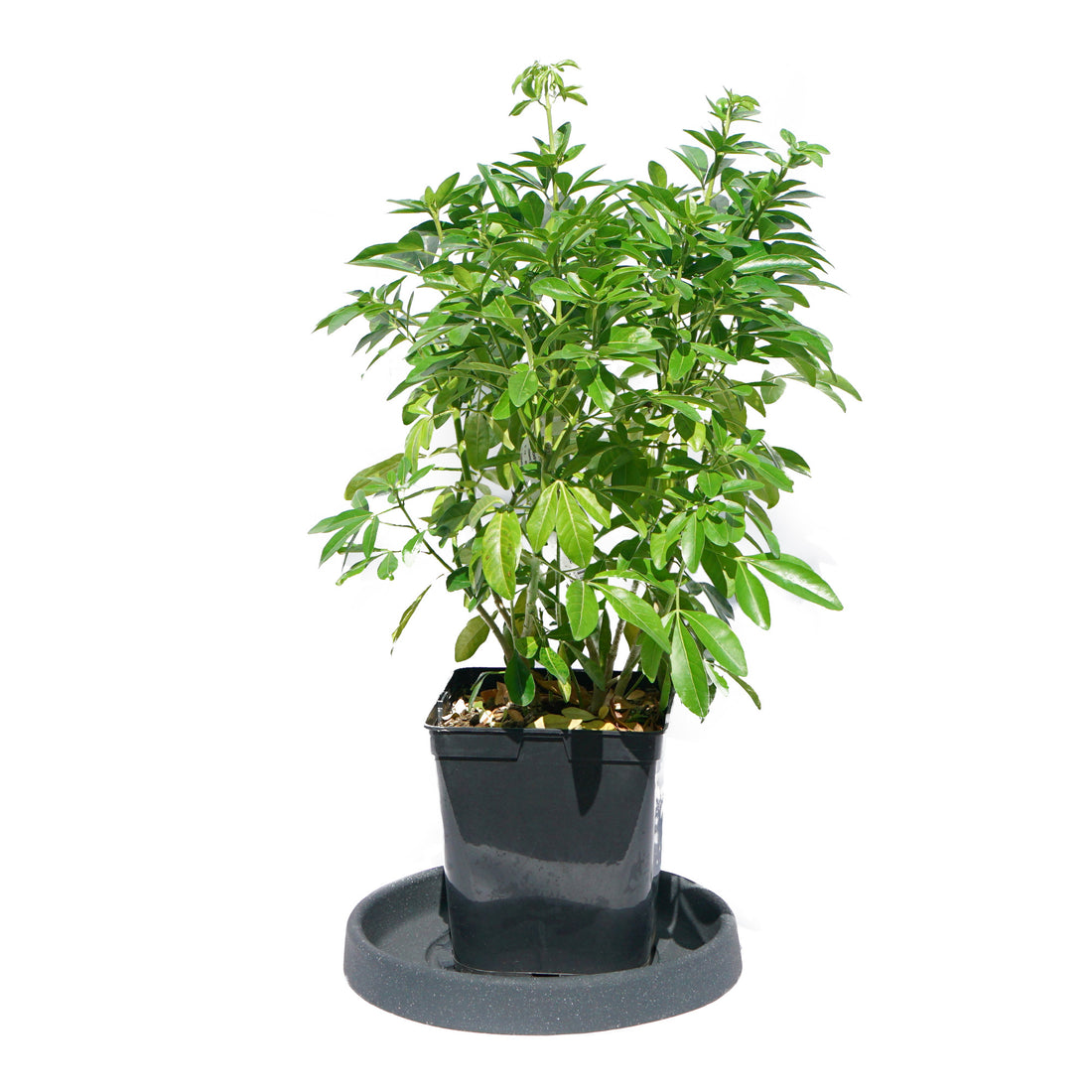 Choisya "Oranger du Mexique"