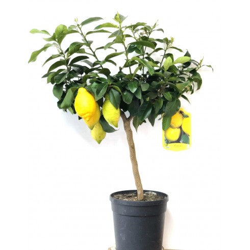 Citronnier "4 saisons"