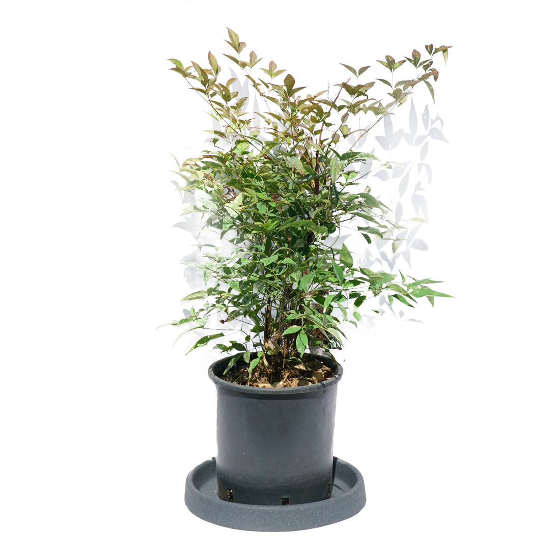 Nandina "Bambou sacré du Japon"