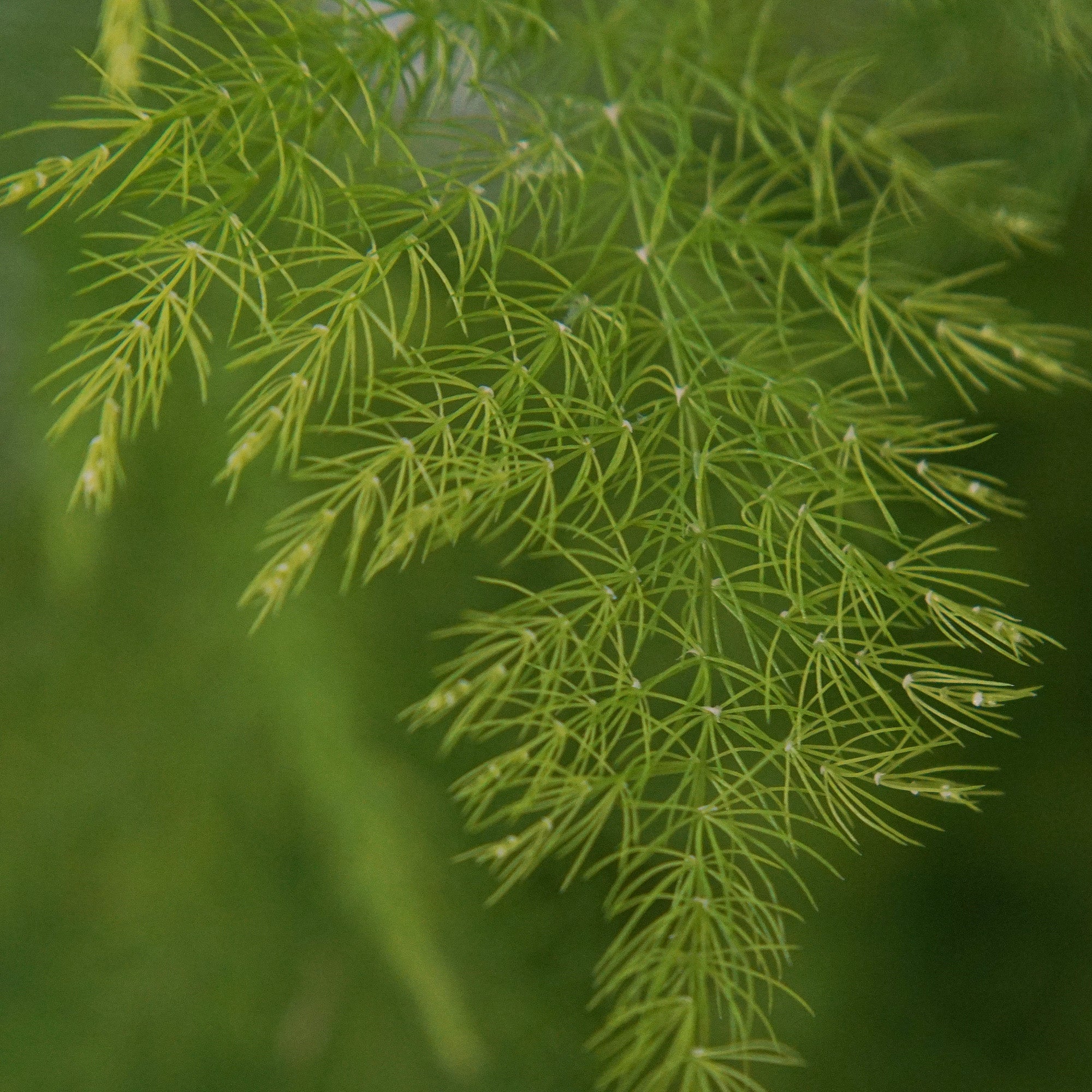 Asparagus Plumosus