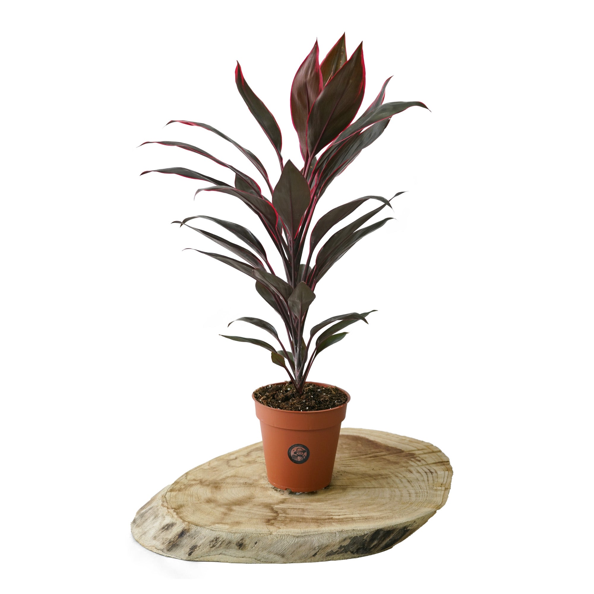 Cordyline Fructicosa Purple