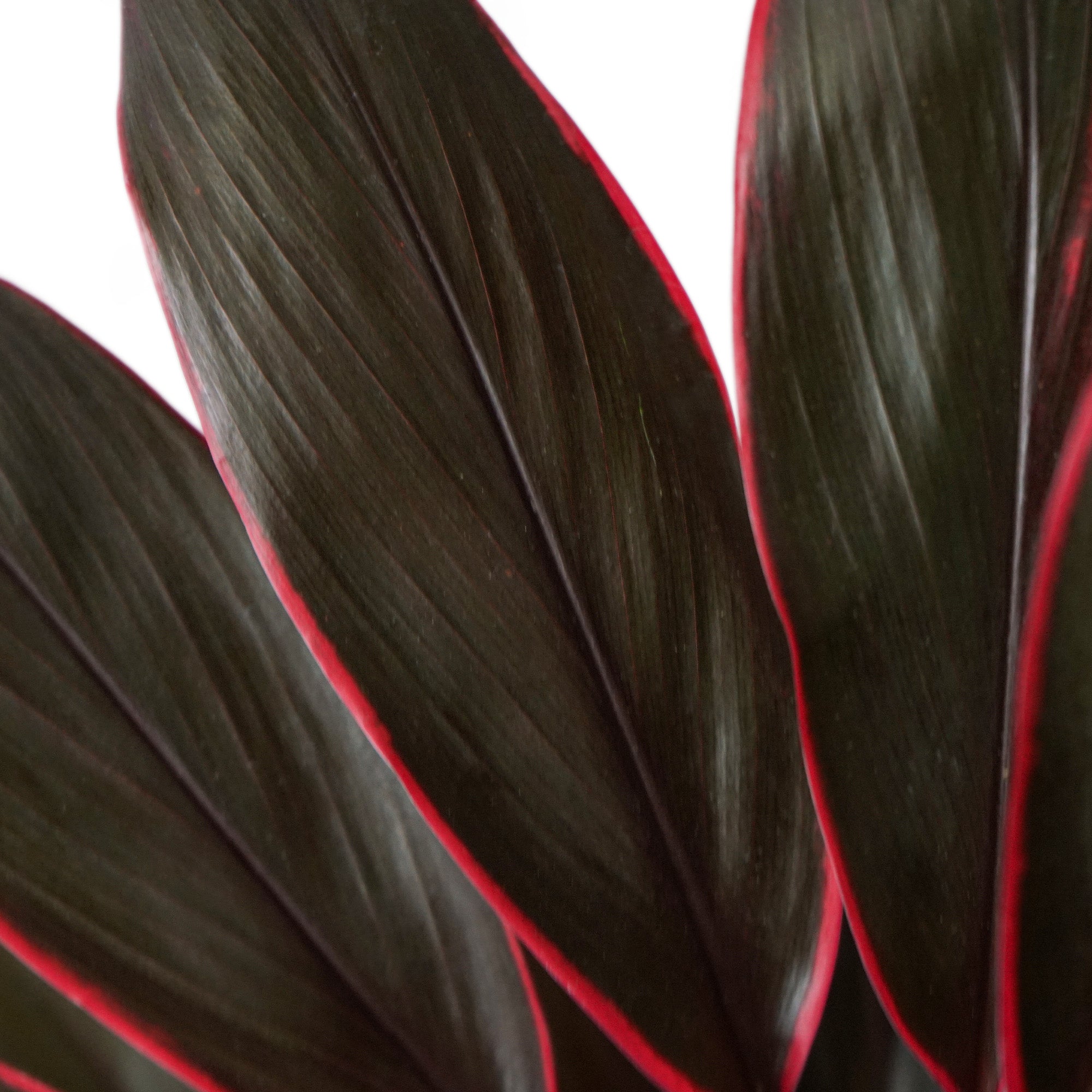 Cordyline Fructicosa Purple