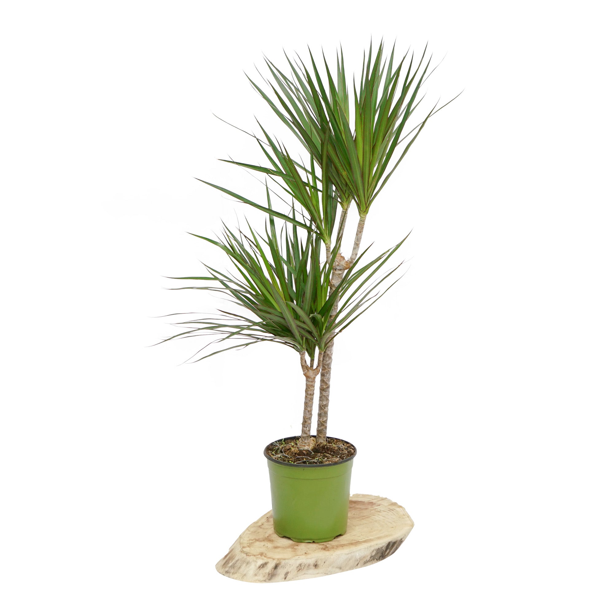 Dracaena Marginata