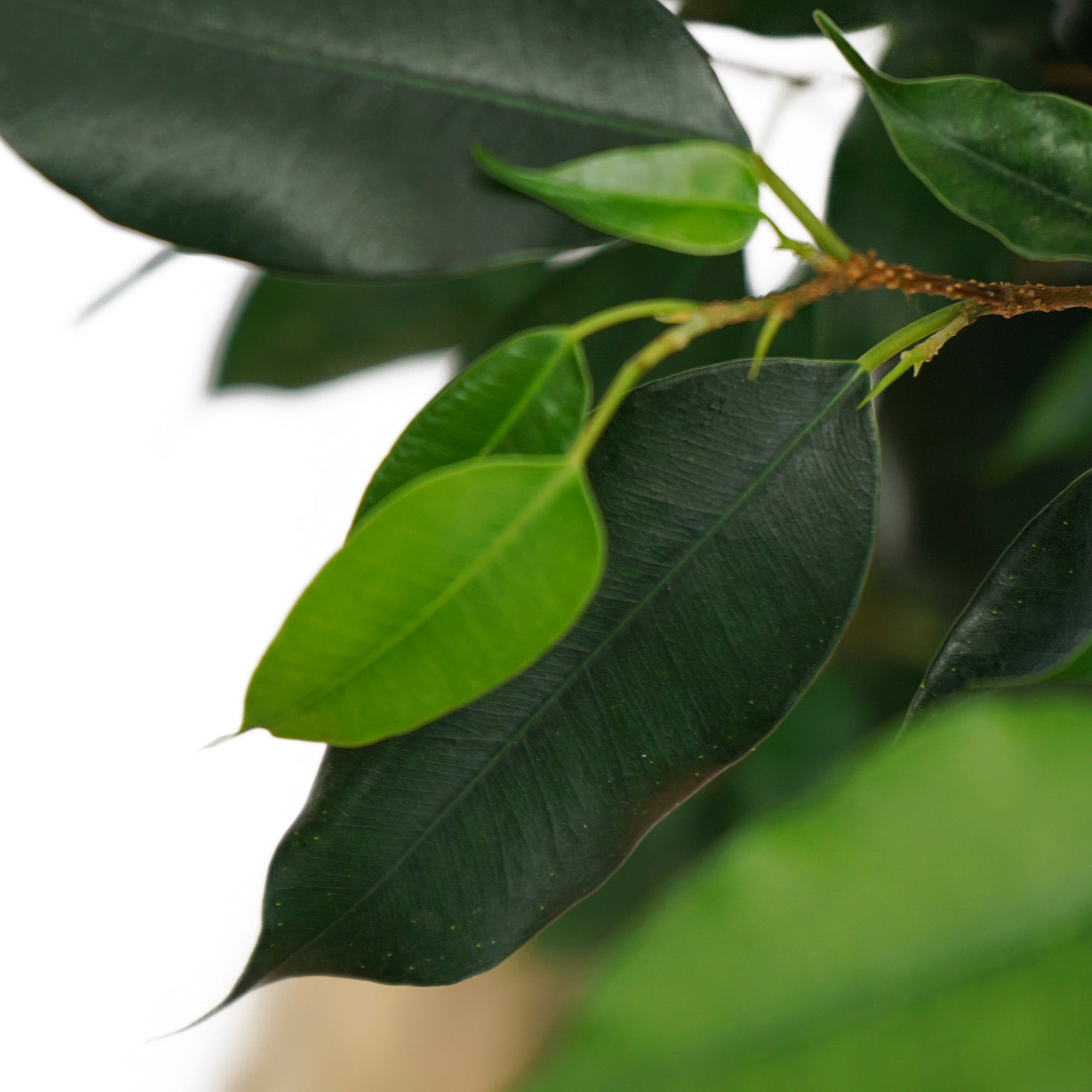 Ficus Benjamina