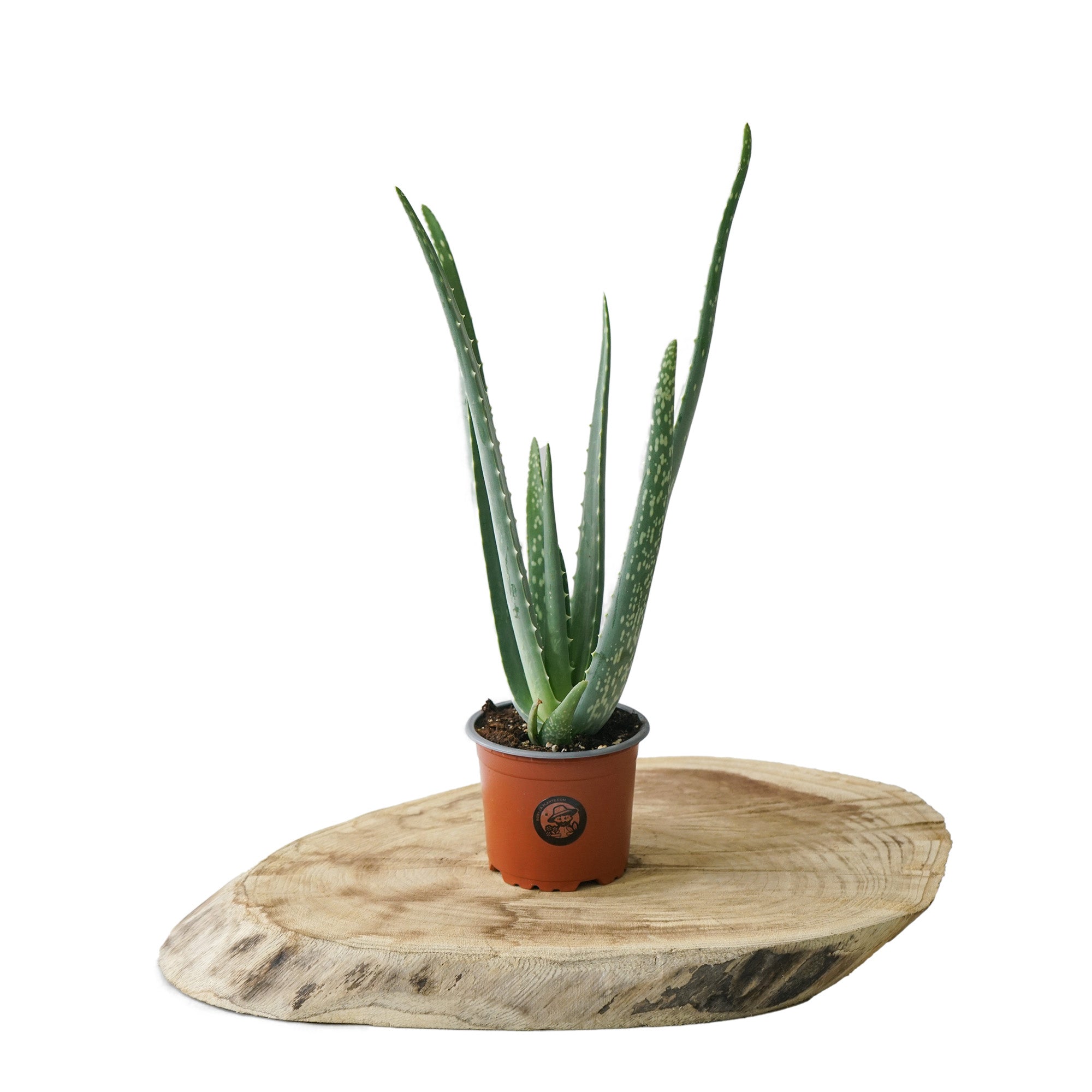 prix aloe vera plante Aloé Vera - Plantes d'intérieur