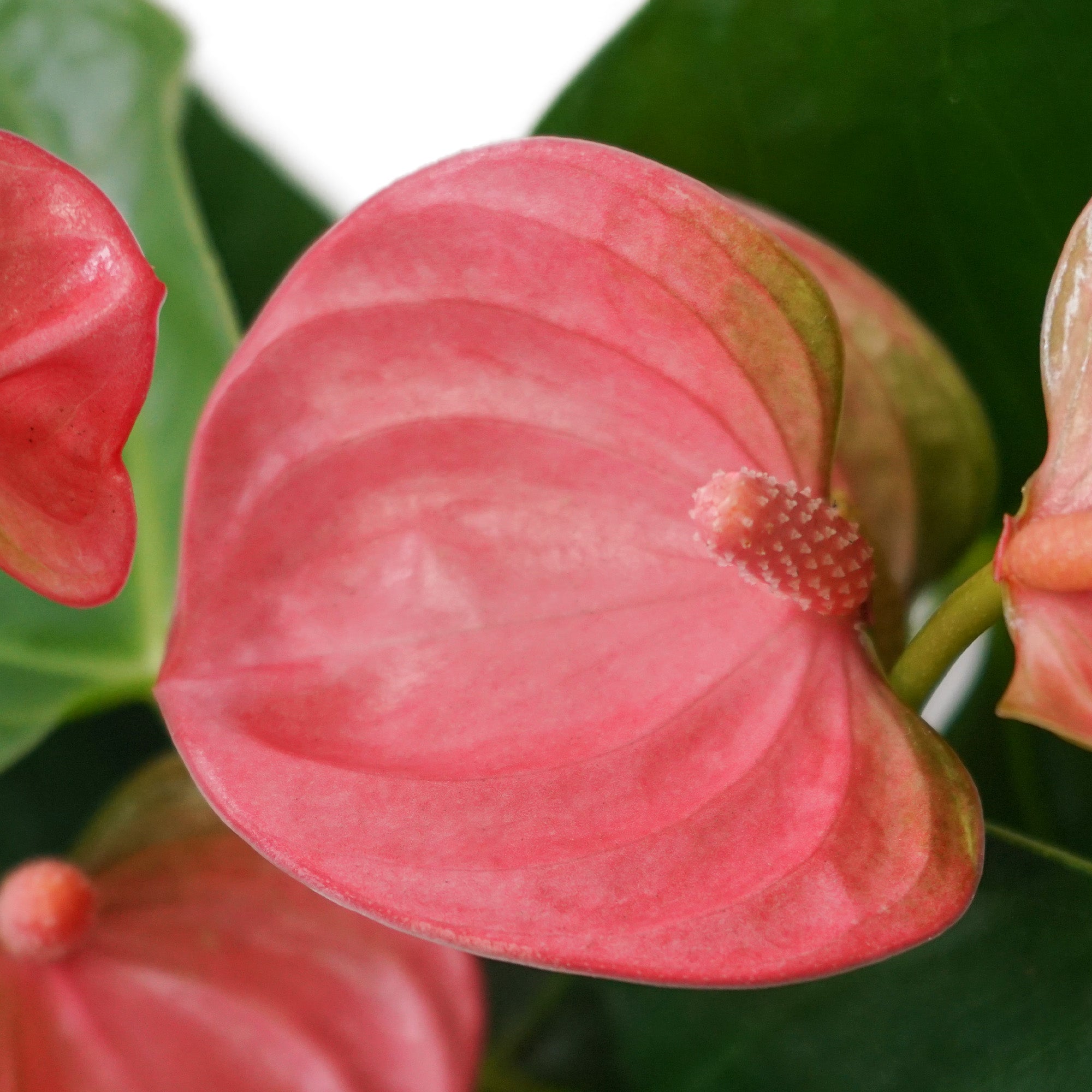 Anthurium M