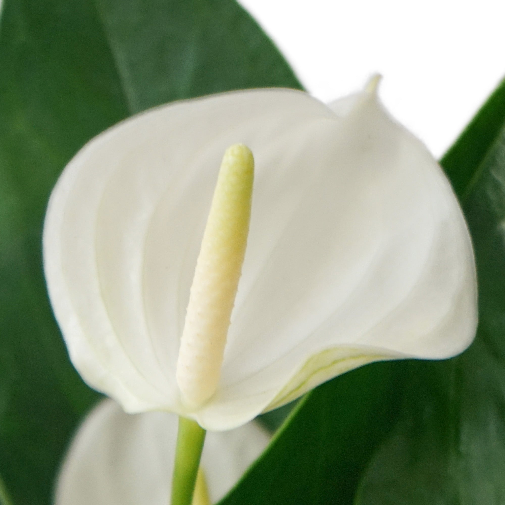 Anthurium L