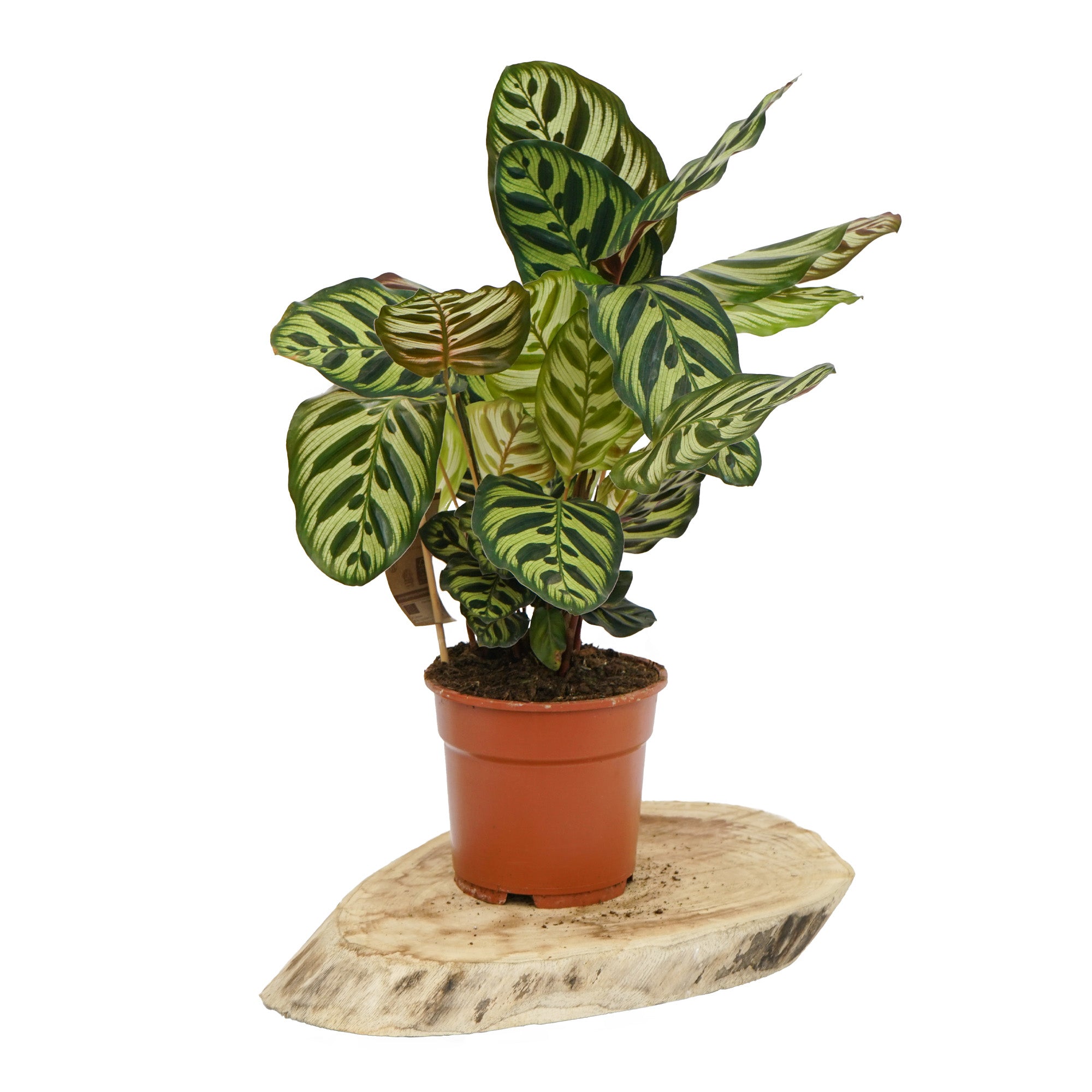 Calathea Makoyana