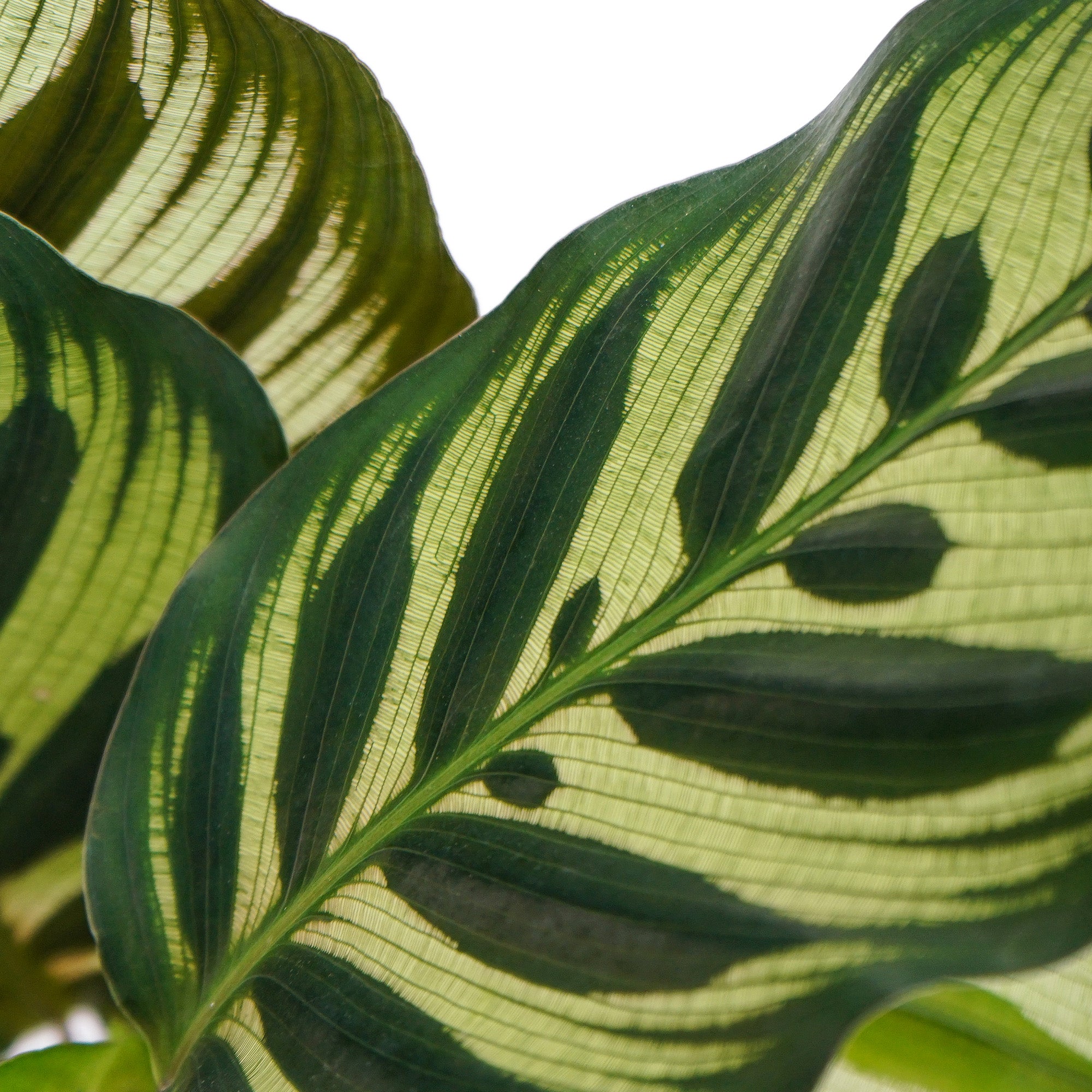 Calathea Makoyana