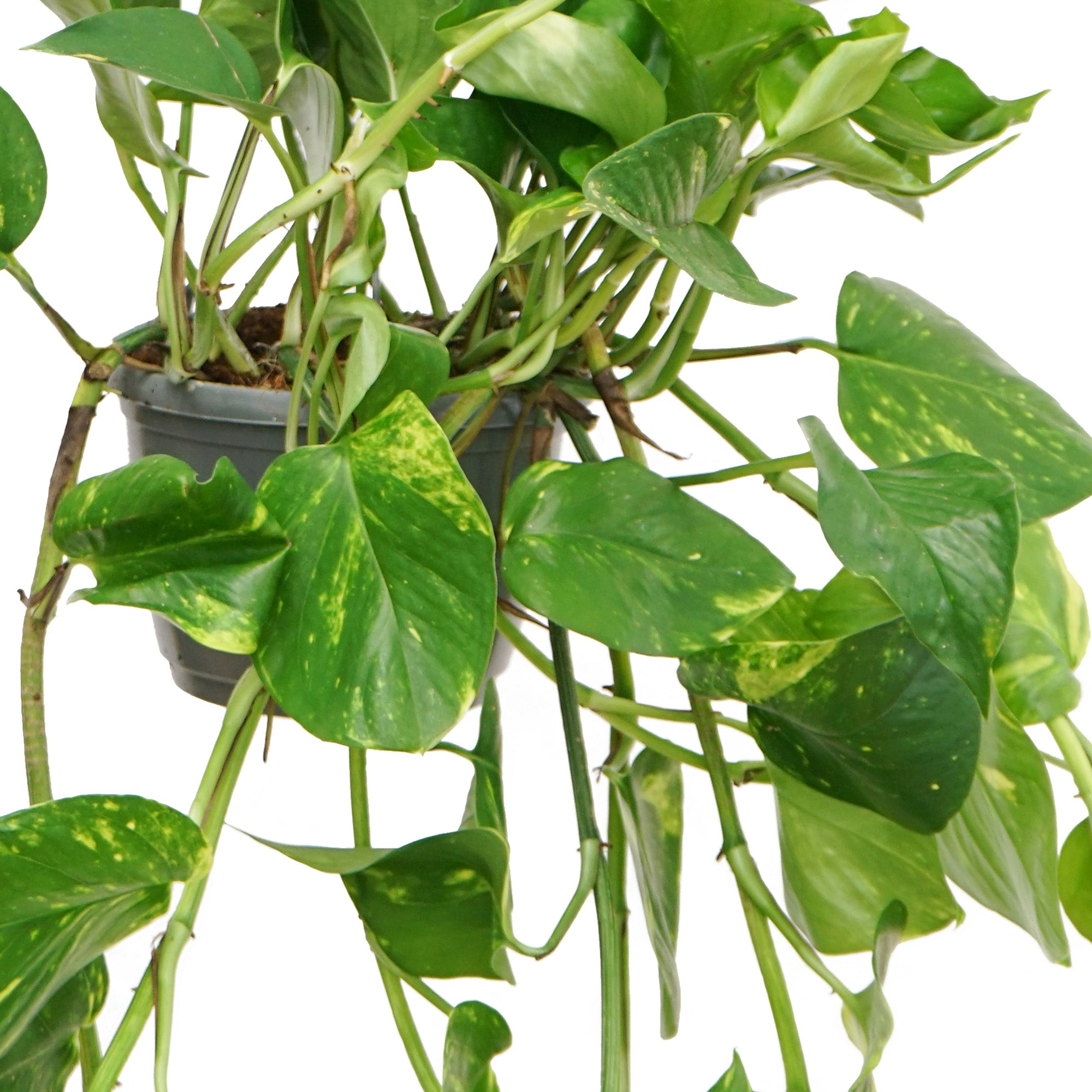 Pothos Suspension