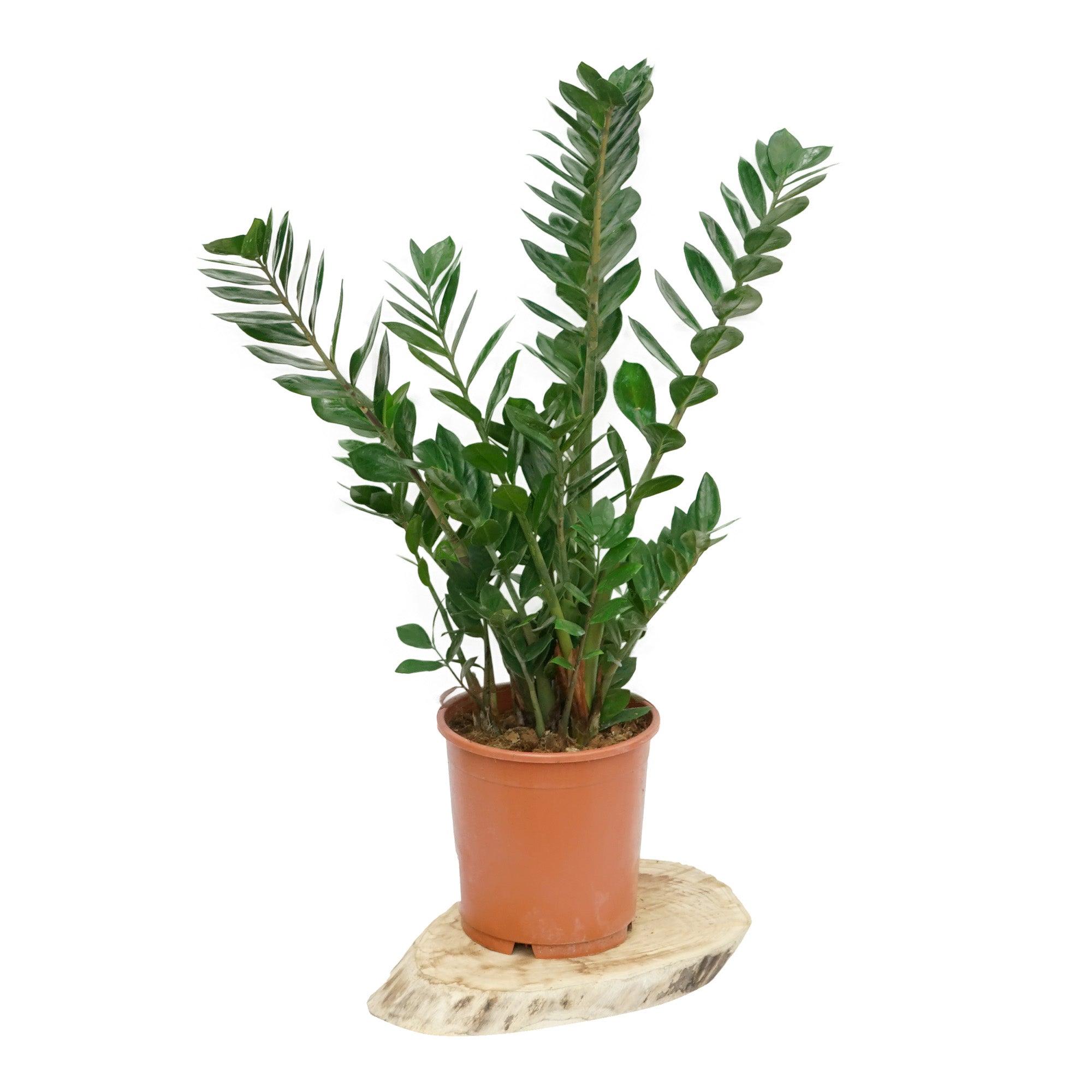 Zamioculcas L