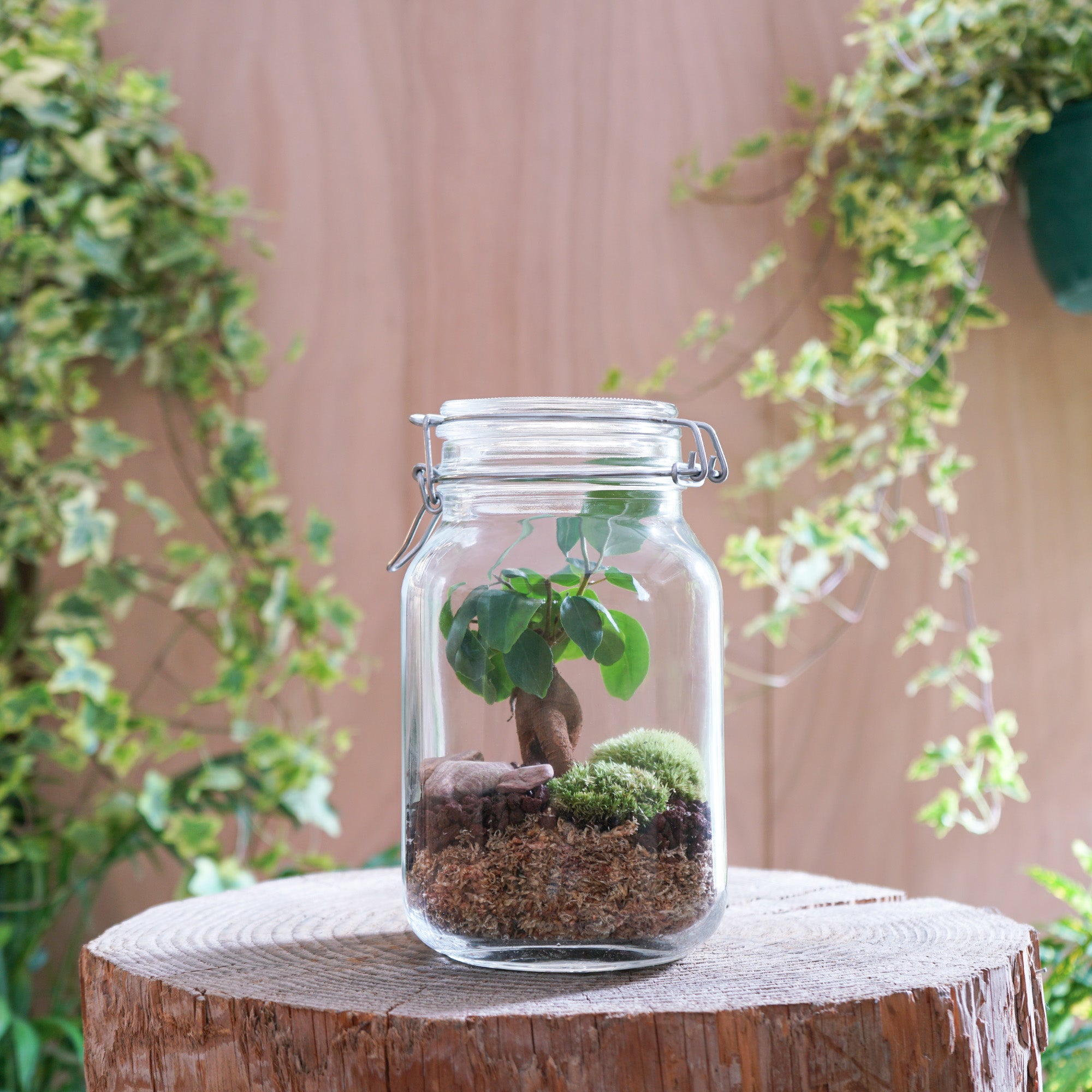 plante pour terrarium fermé Terrarium "Andrea"