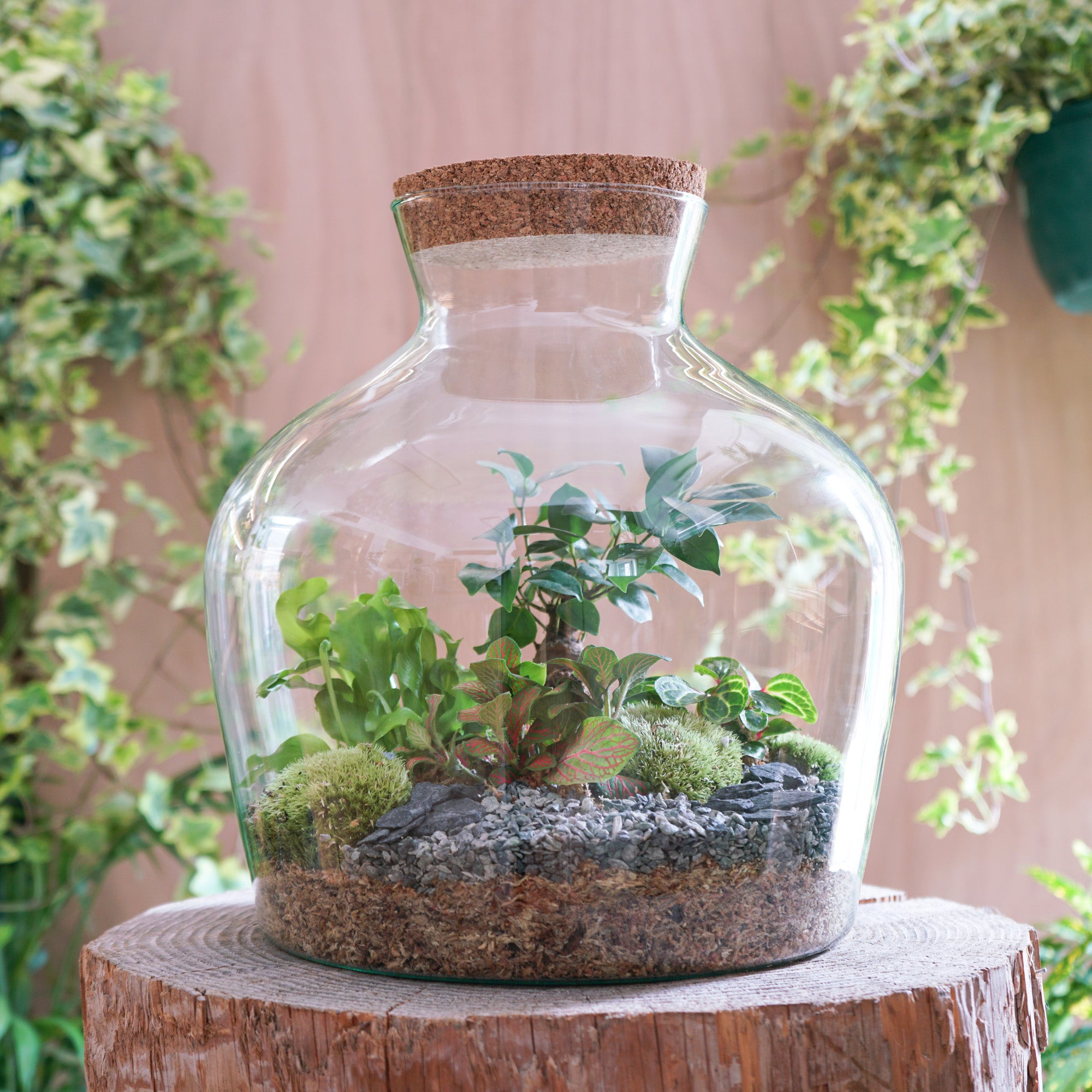 terrarium pour plante Terrarium "Aragon XL"