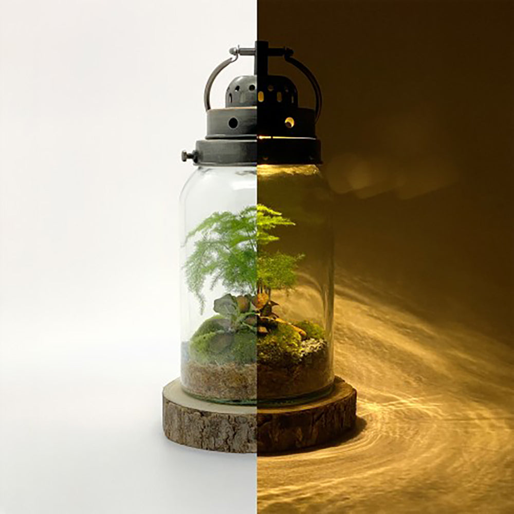 Terrarium Lanterne "Marcelle"