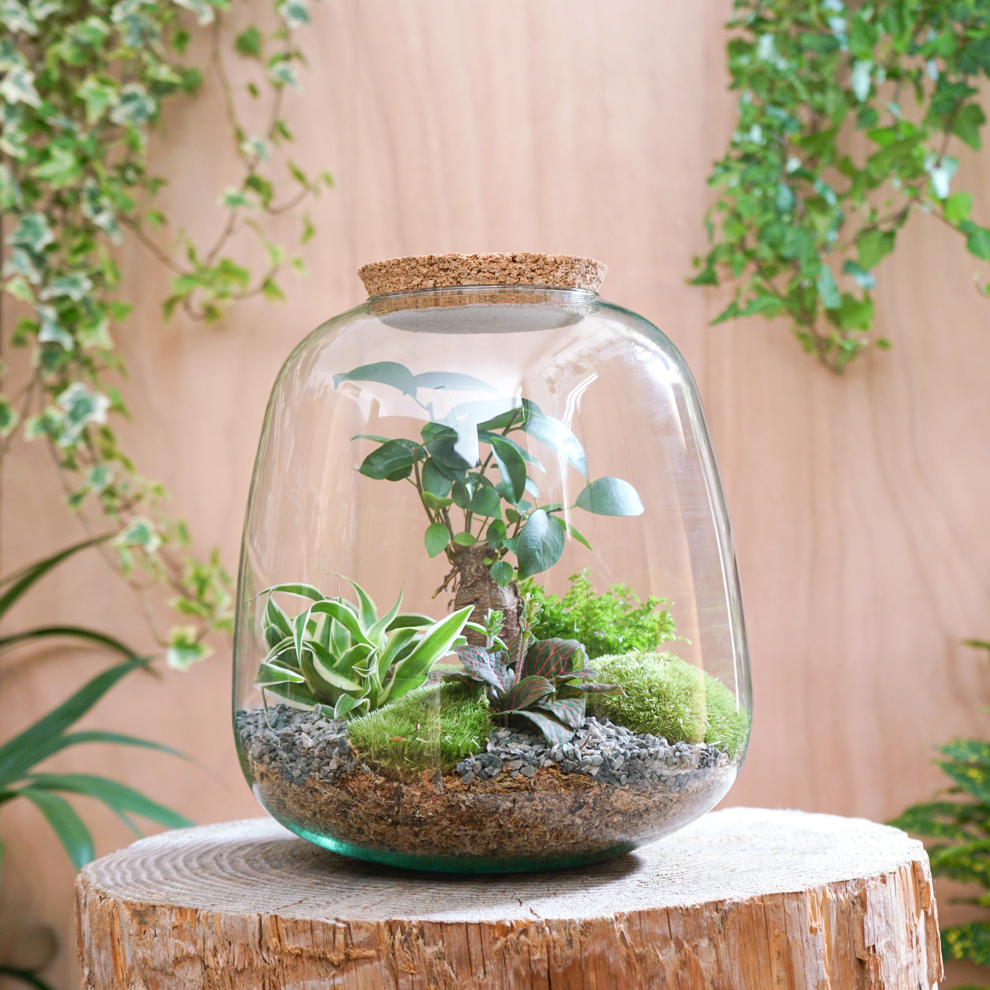 plante terrarium Terrarium "Léon L"