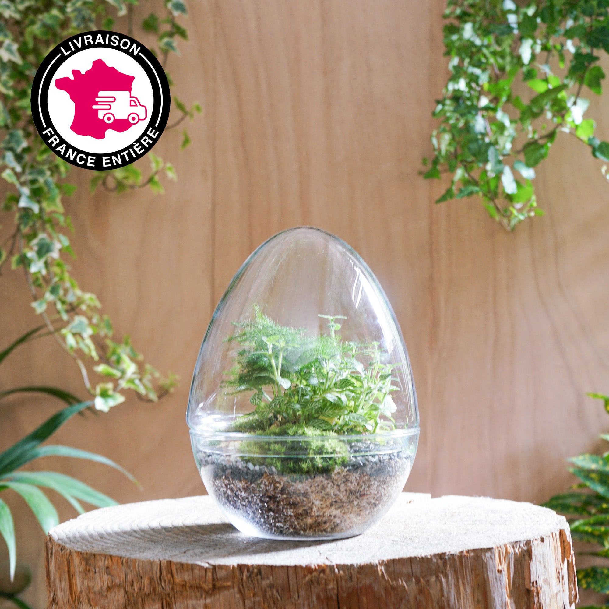 Terrarium Oeuf "Framboise M"