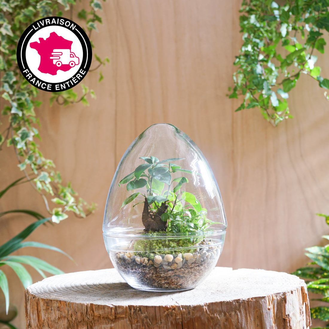 Terrarium Oeuf "Framboise M"