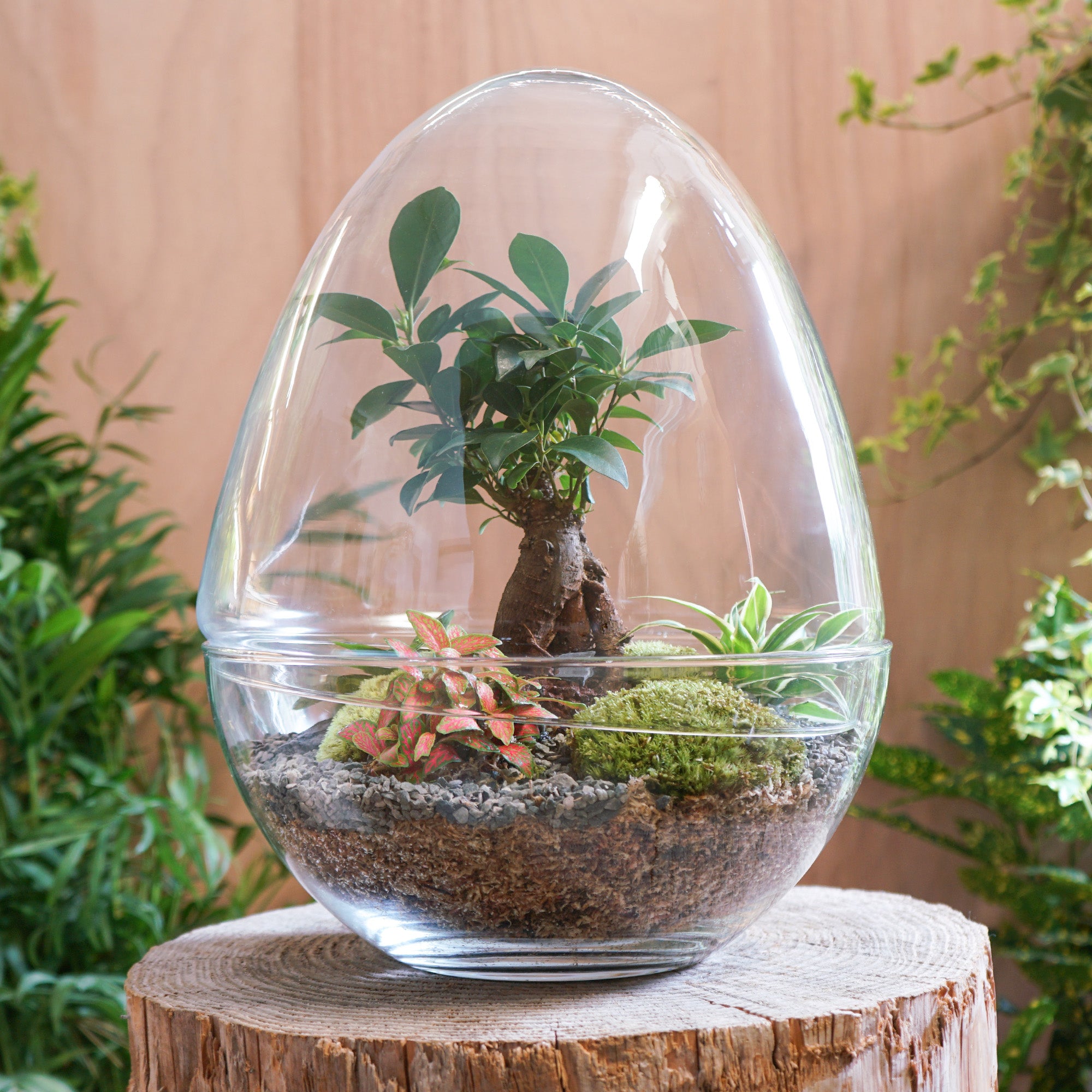 plante en terrarium Terrarium Oeuf "Framboise XL"