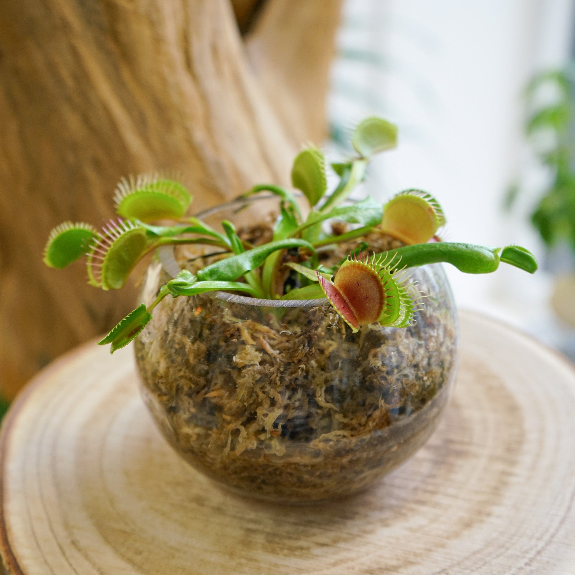 terrarium plante carnivore Boule Carnivore