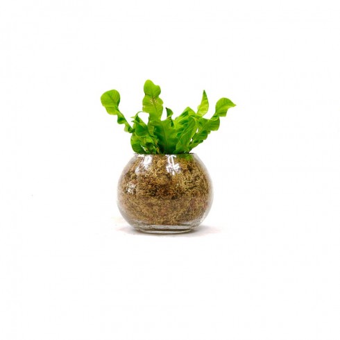 Boule S Fougère Crispy Wave