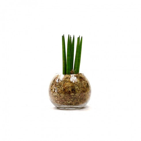 Boule S Sanseveria Spaghetti
