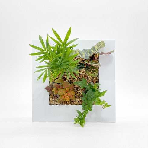 Cadre Végétal "Blanc"