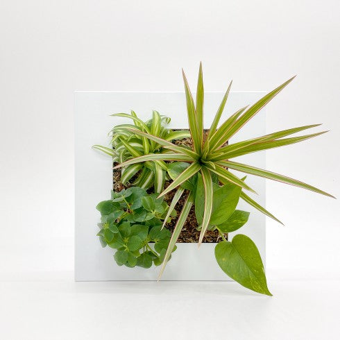 Cadre Végétal "Blanc"