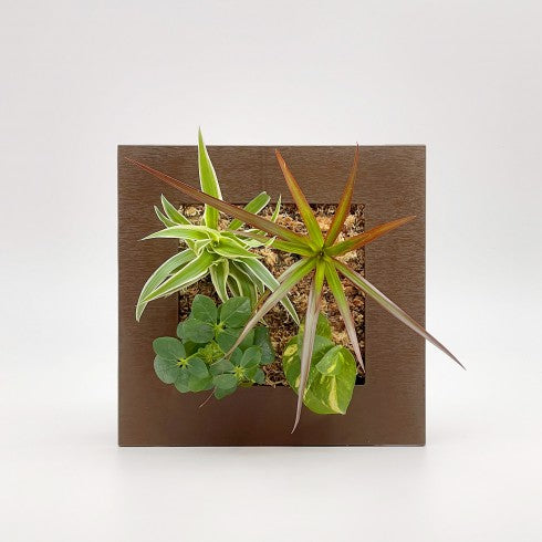 Cadre Végétal "Chocolat"