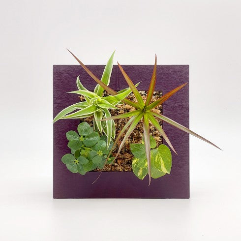 Cadre Végétal "Prune"