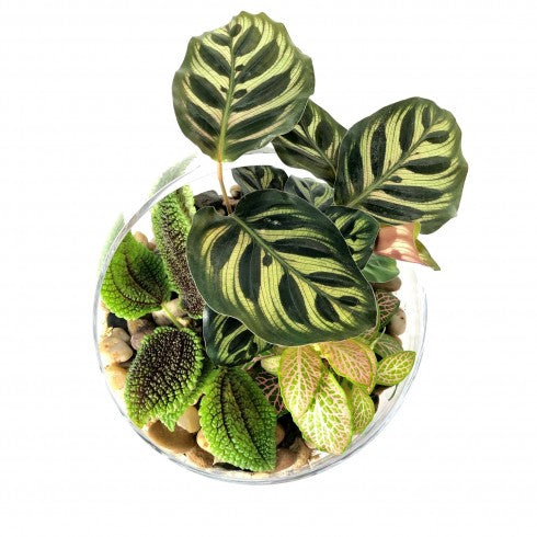 Composition biseautée "Lydie" Calathéa