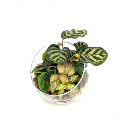 Composition biseautée "Lydie" Calathéa