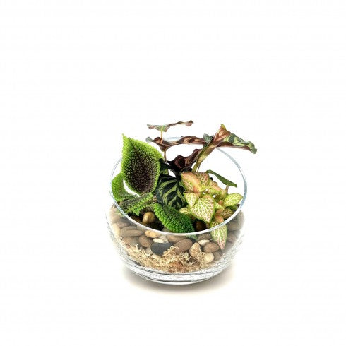 Composition biseautée "Lydie" Calathéa