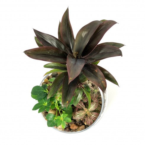 Composition biseautée "Lydie" Cordyline