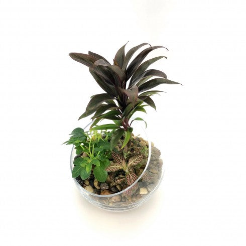 Composition biseautée "Lydie" Cordyline