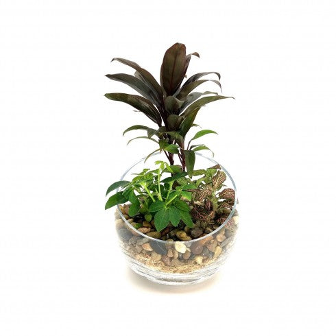 Composition biseautée "Lydie" Cordyline