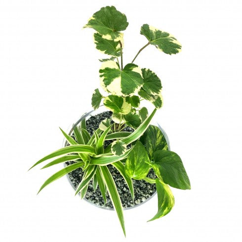 Composition biseautée "Lydie" Polyscias Balfouriana