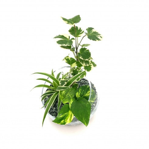 Composition biseautée "Lydie" Polyscias Balfouriana