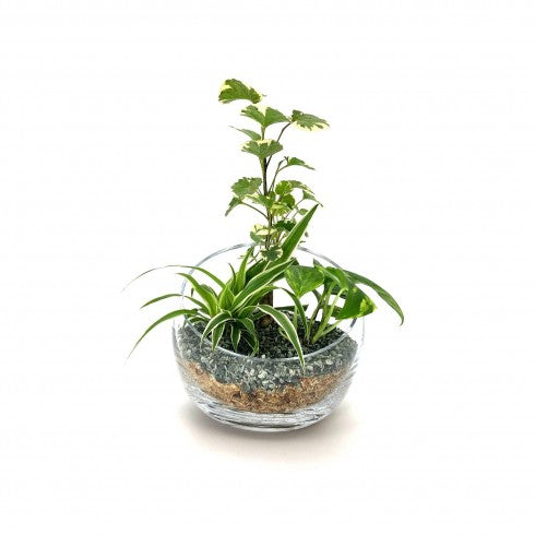 Composition biseautée "Lydie" Polyscias Balfouriana