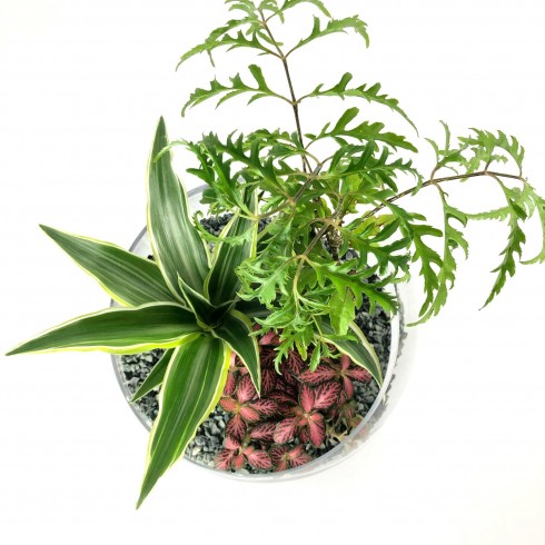 Composition biseautée "Lydie" Polyscias Fruticosa