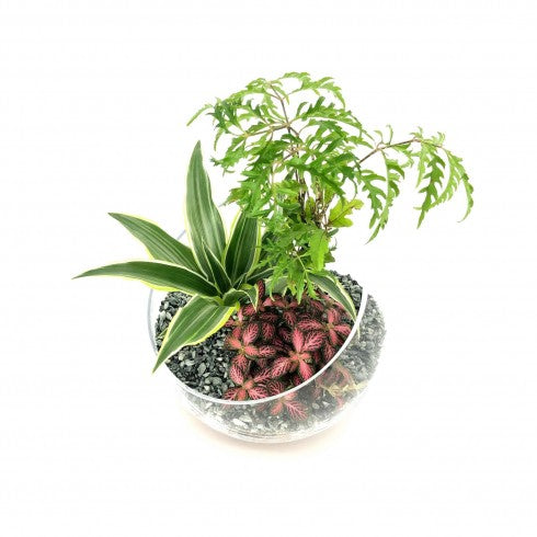 Composition biseautée "Lydie" Polyscias Fruticosa